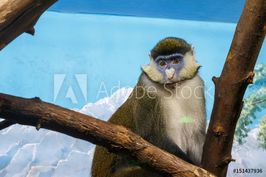 Picture of Monkey with sad eyes on a tree branch